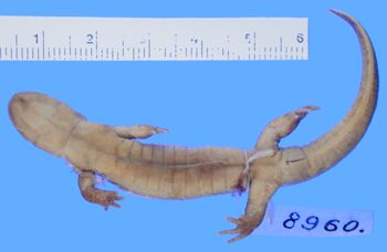 Media type: image; Herpetology A-8960